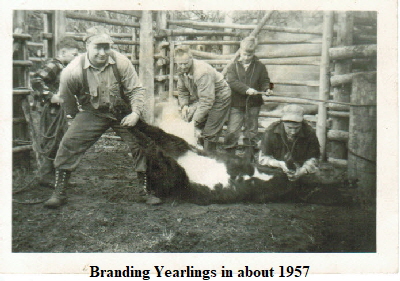 Branding with Doug, Francis, Kenny (Holding rope) and Philip Gladstone on head