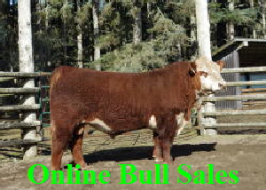 reference cattle for sale